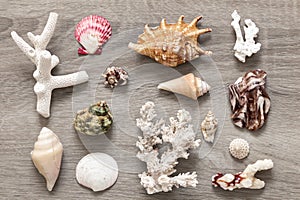 Collection of sea shells