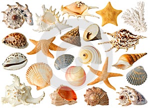 Collection of sea shells