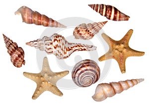 Collection of sea shells
