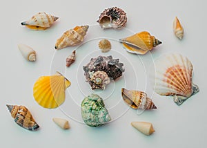 Collection of sea shells on a white background.