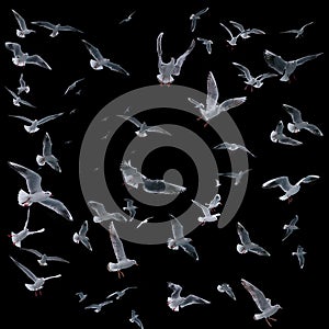 Collection of seagulls in flight. sea birds.