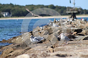 Collection of seagulls on the pier of Falmouth Beach