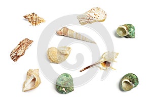 Collection of Seashells