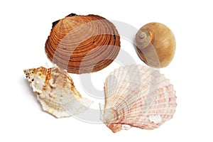 Collection of Seashells