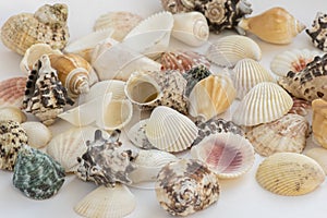 Collection of seashells