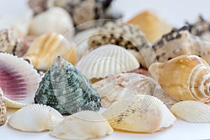 Collection of seashells