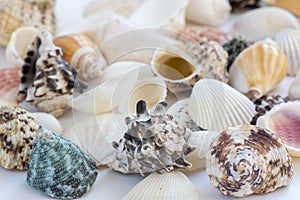 Collection of seashells