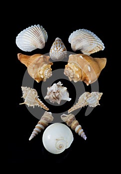 Collection of Seashells photo