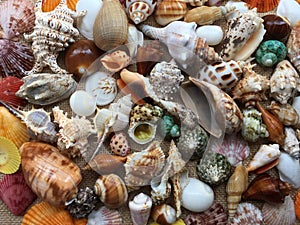 Collection of seashells colorful. Amazing background