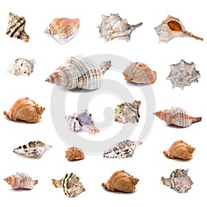 Collection of seashells isolated on white background. Full size