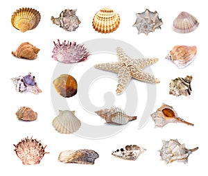 Collection of seashells isolated on white background. Full size