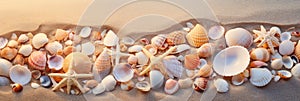 A collection of seashells scattered on the sand