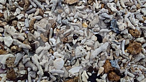 Seashells and Corals