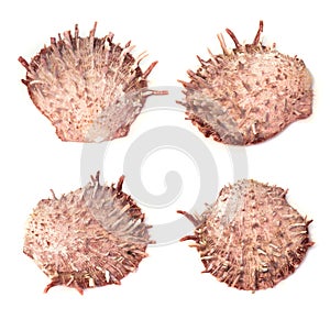 Collection of seashells Spondylus reevei isolated on white background