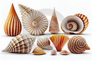 Collection of seashells and starfish isolated on white background