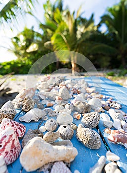 A collection of seashells on a table on a tropical beach