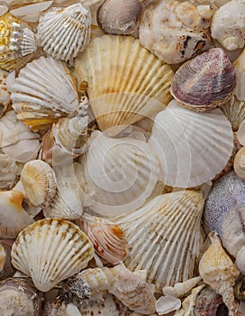 A collection of seashells of various sizes and shapes