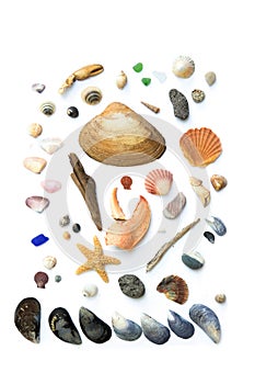 Collection of seashells on white