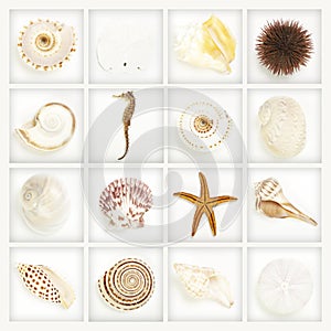 Collection, seashells on white