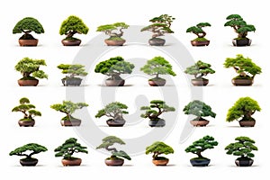 A collection of separated bonsai trees isolated on a white background