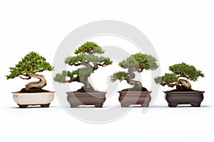 A collection of separated bonsai trees isolated on a white background