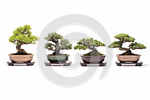 A collection of separated bonsai trees isolated on a white background