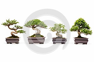 A collection of separated bonsai trees isolated on a white background