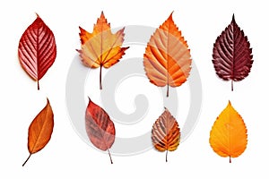 A collection of seperated autumn leaves isolated on a white background