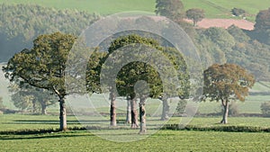 A collection of sessile oak trees in a field