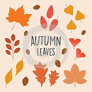 Collection set beautiful autumn leaves in flat color style