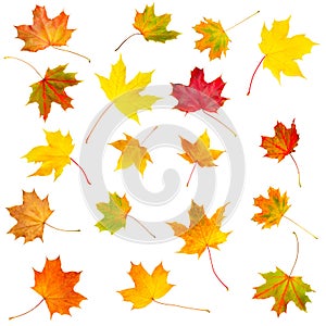 Collection set of beautiful colourful autumn isolated leaves