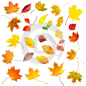 Collection set of beautiful colourful autumn leaves