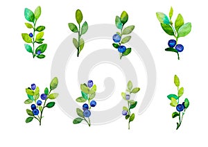Collection, set of blueberry twigs with green twigs and blue and purple berries on a white background, isolated on a white