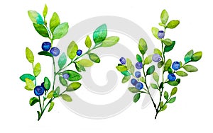 Collection, set of blueberry twigs with green twigs and blue and purple berries on a white background, isolated on a white