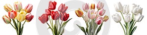 Collection set bunch bouquet red cream white pink stalk of tulip tulips flower floral with leaves arrangement on transparent, PNG