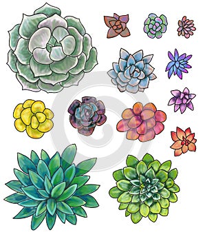 Collection, set of colored succulents and cacti. Handmade product.