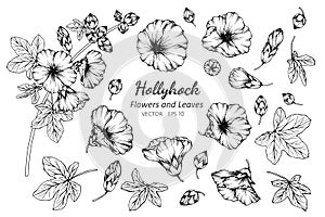 Collection set of hollyhock flower and leaves drawing illustration