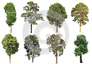 Collection set of mature big tropical tree from the forest isolated on white background for design purpose