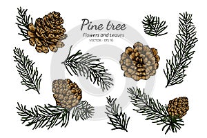 Collection set of pine cone and leaves drawing illustration.