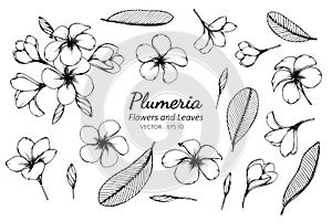 Collection set of plumeria flower and leaves drawing illustration