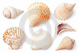 Collection set of seashells  on transparent or white background