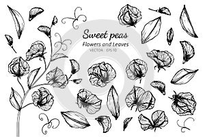 Collection set of sweet pea flower and leaves drawing illustration