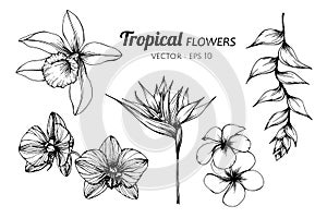 Collection set of Tropical flower drawing illustration