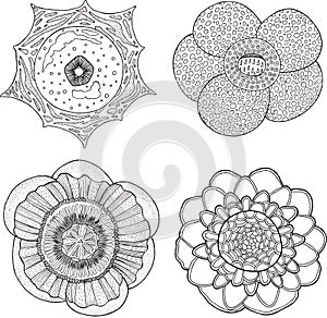 Collection set with tropical flowers. Hand drawn graphic vector