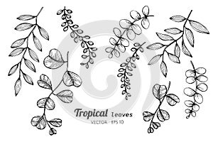 Collection set of Tropical leaves drawing illustration