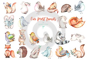 Collection, set of watercolor cute forest animals illustrations photo