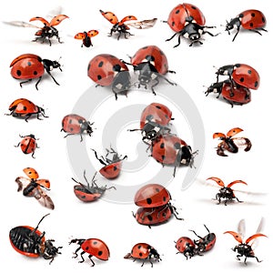 Collection of Seven-spot ladybirds