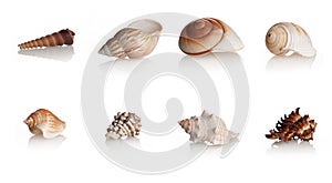 Collection Shells Marine Mollusks photo