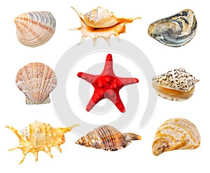 Collection of shells and red starfish isolated on white background