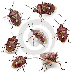 Collection of Shield bugs, Dolycoris baccarum